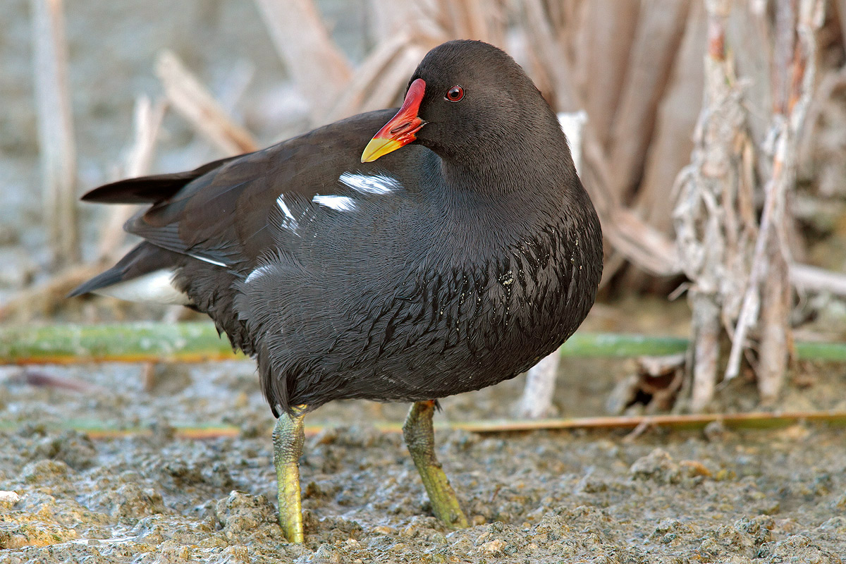 Moorhen