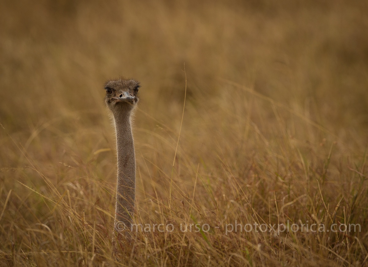 Face Ostrich
