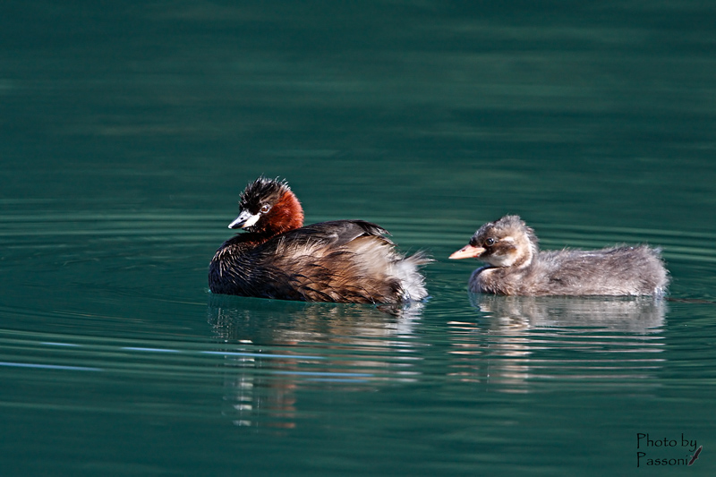 Little Grebe and tuffettino!