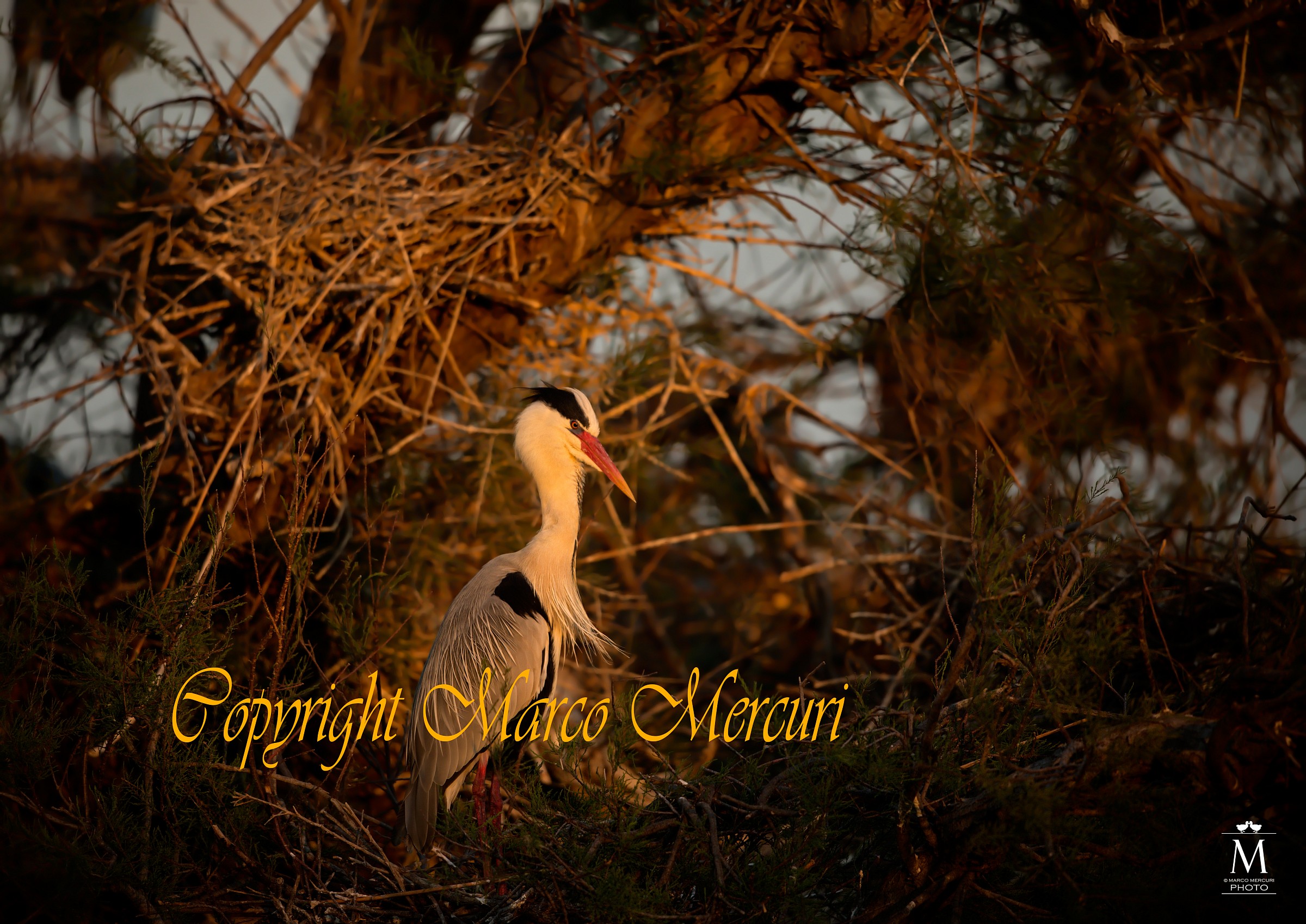 L'Ultimo Raggio di Sole sulla Garzaia