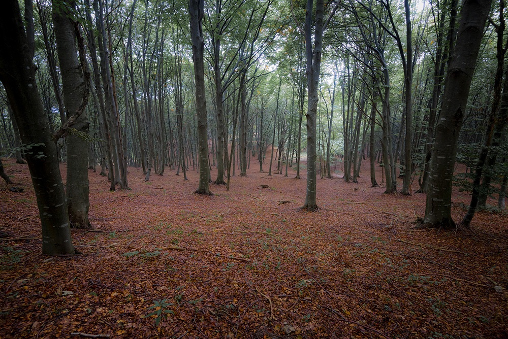 Sottobosco settembrino...