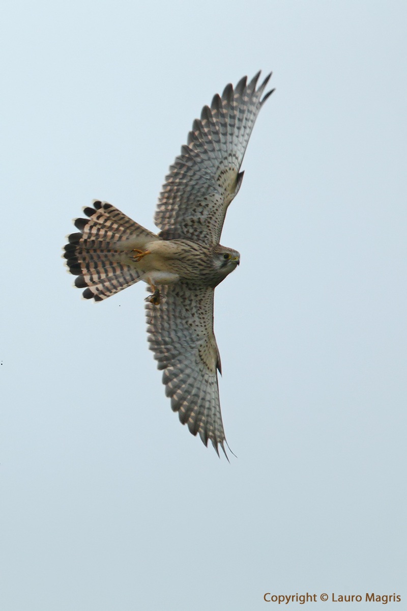 Overflight with prey