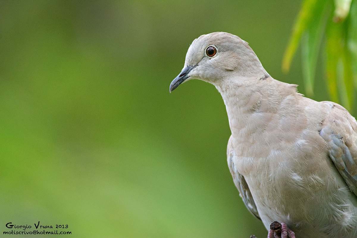 Tortora dal collare..