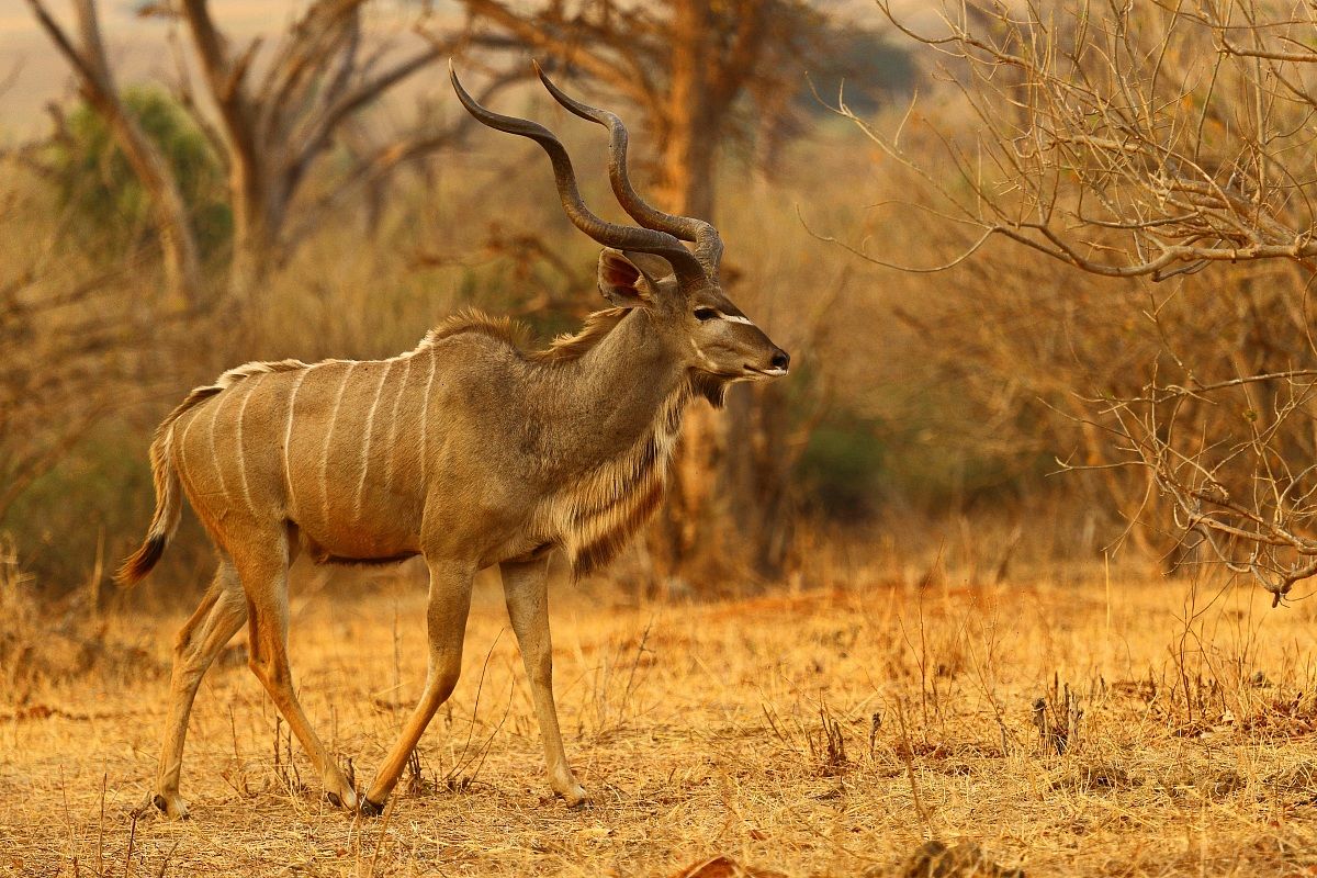 greater kudu - Tragelaphus strepsiceros
