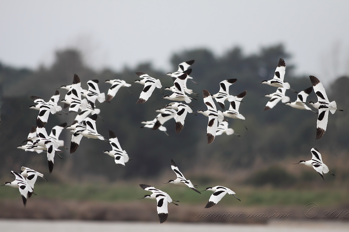 Avocette(Recurvirosrta avosetta)