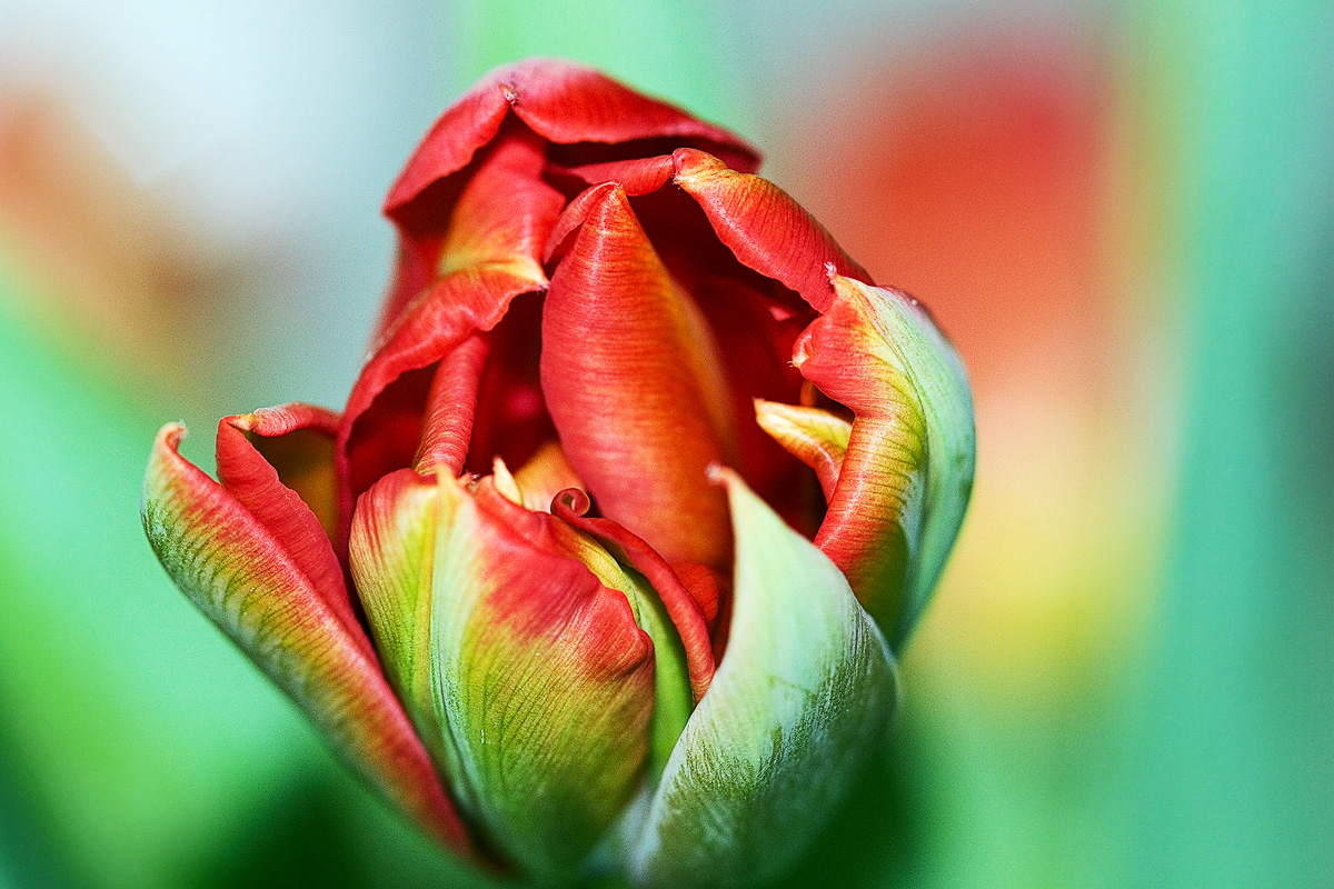 Tulip