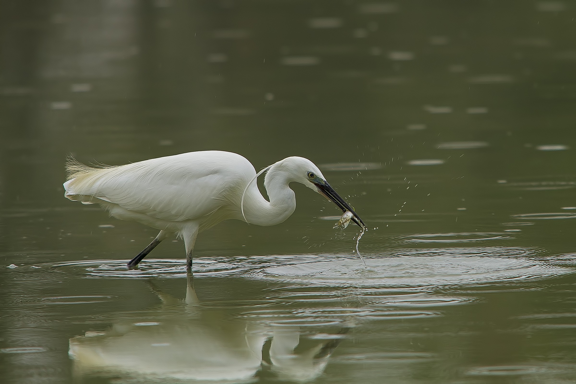 Egret fishing.