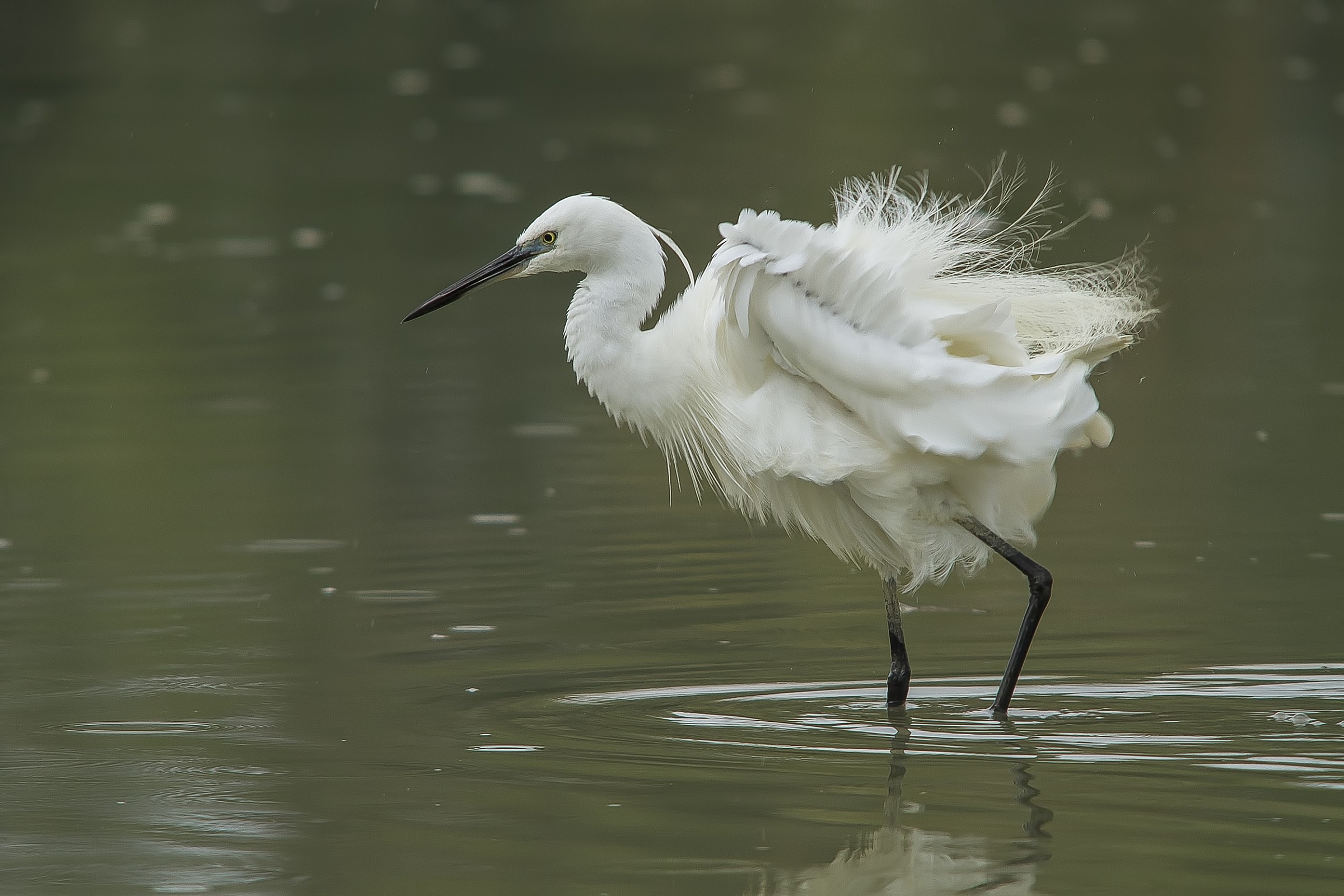 Egret.