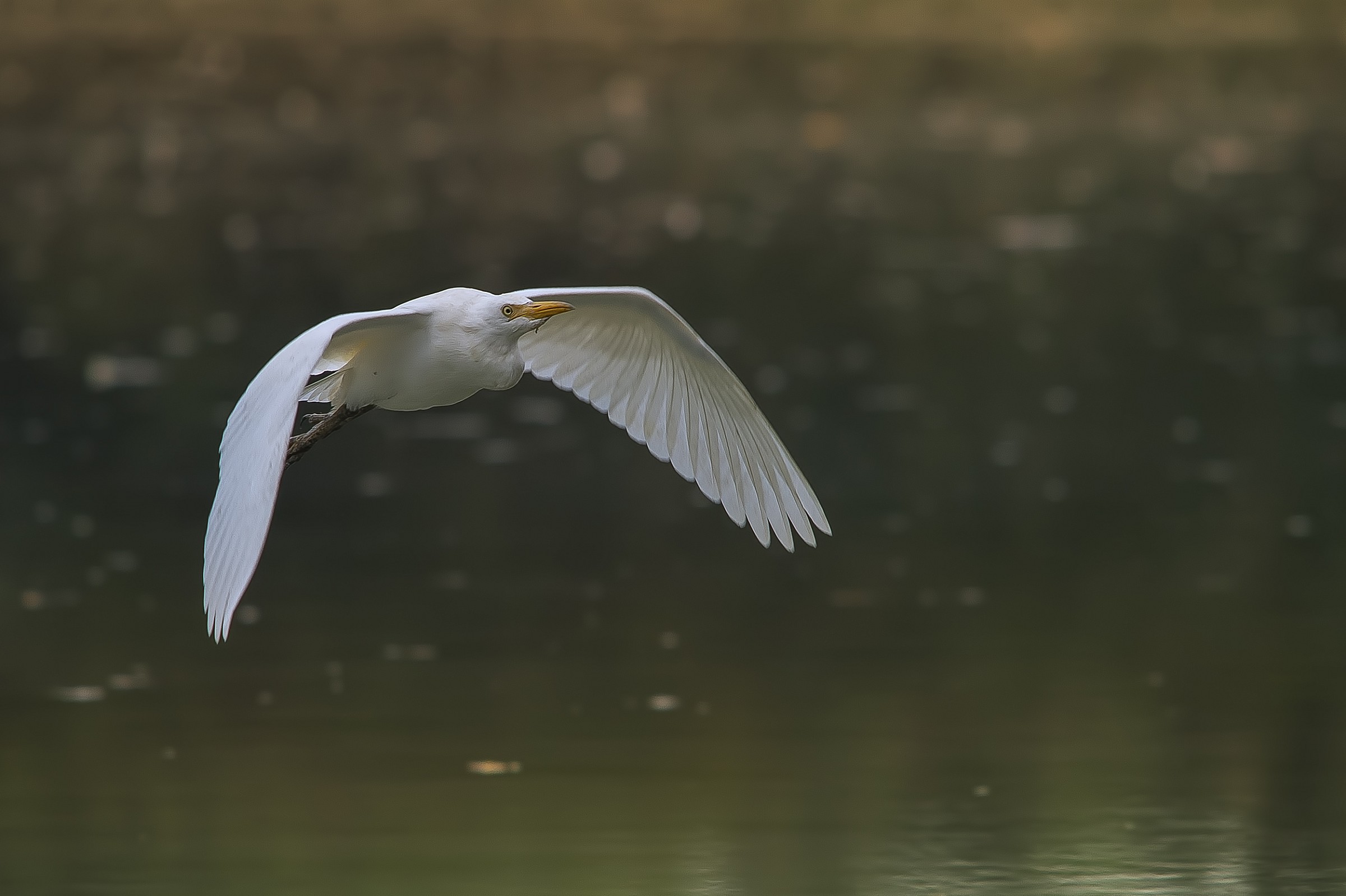 Egret in flight.