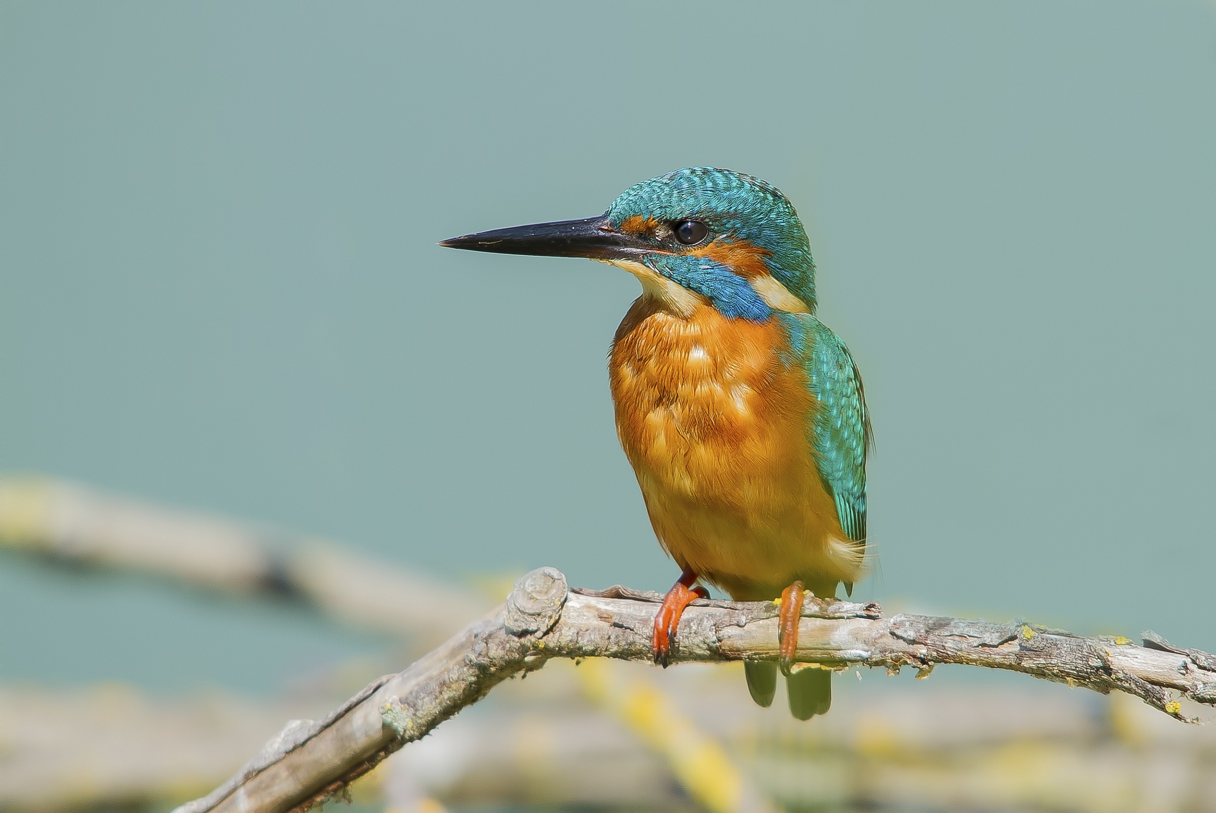 Kingfisher 13:00 hours