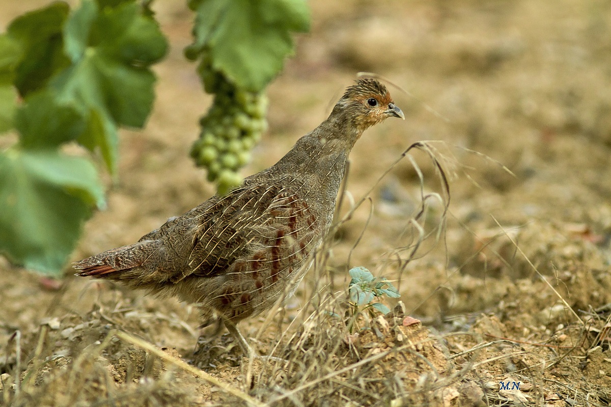 Partridge in the vineyard