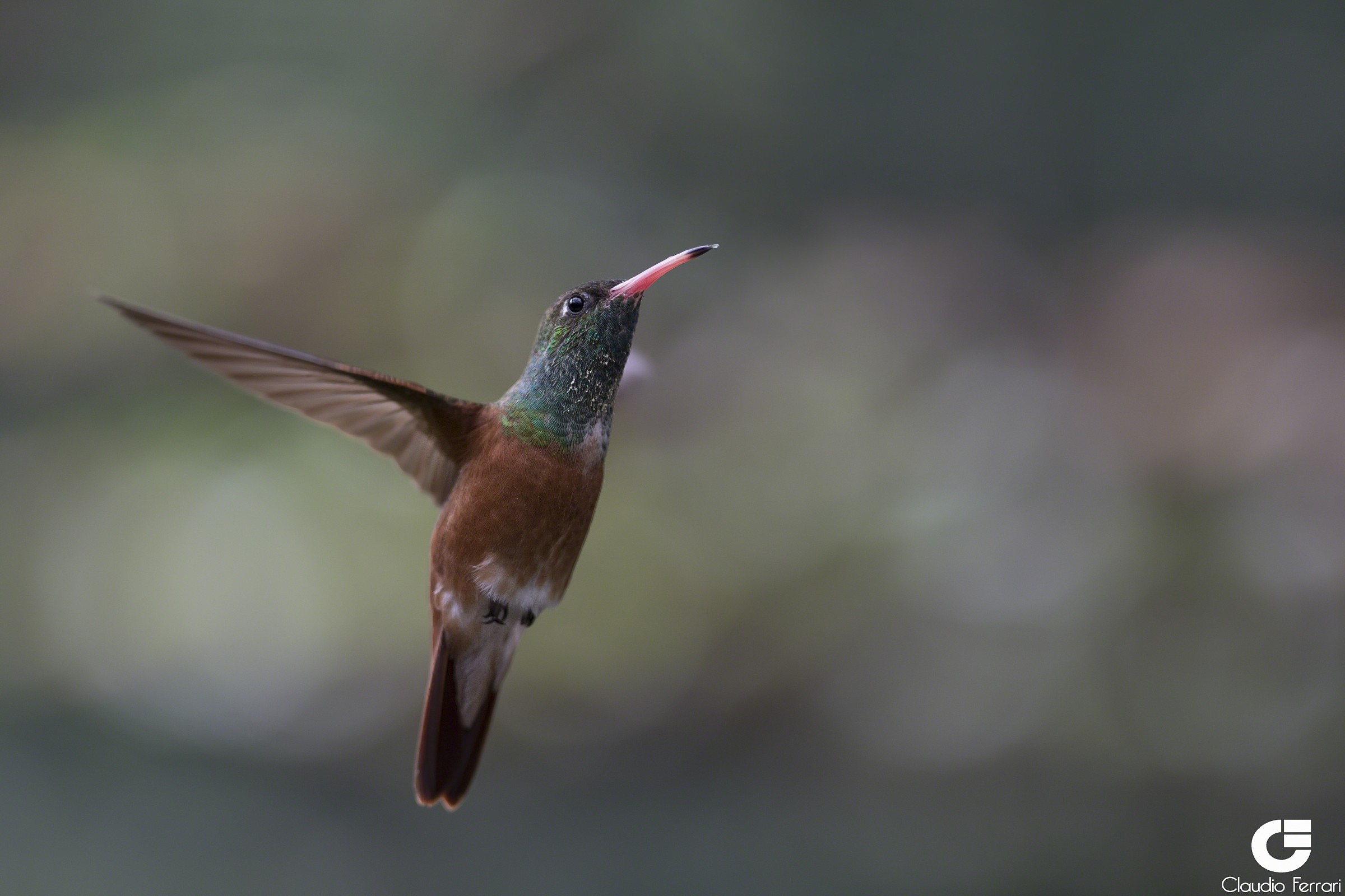 Colibrì