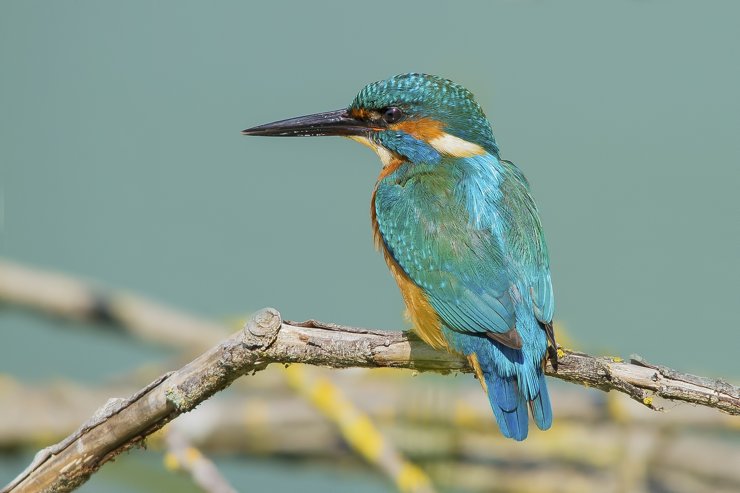 Kingfisher hour of 13:00 n2