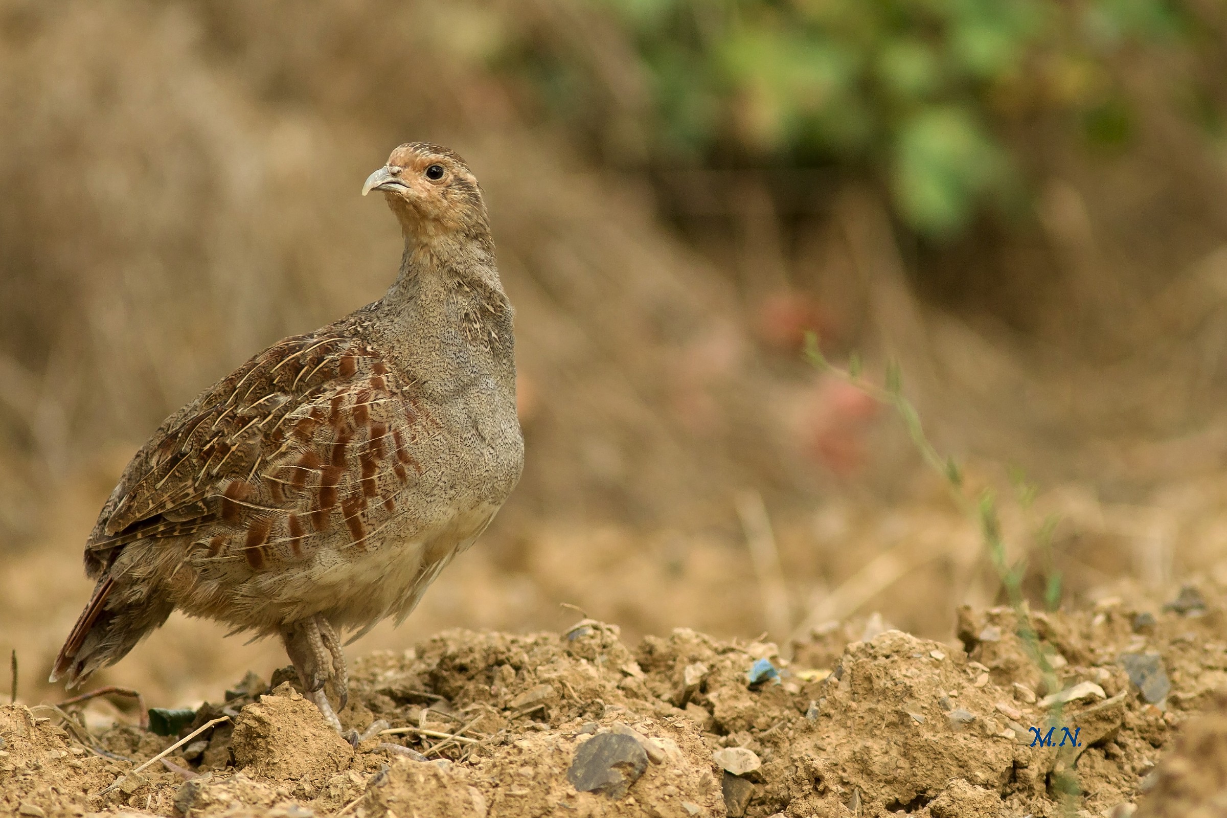 Partridge