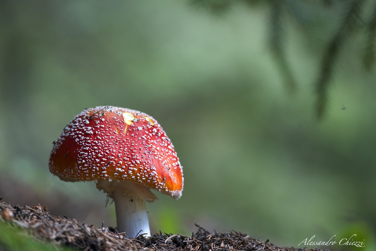 Amanita muscaria
