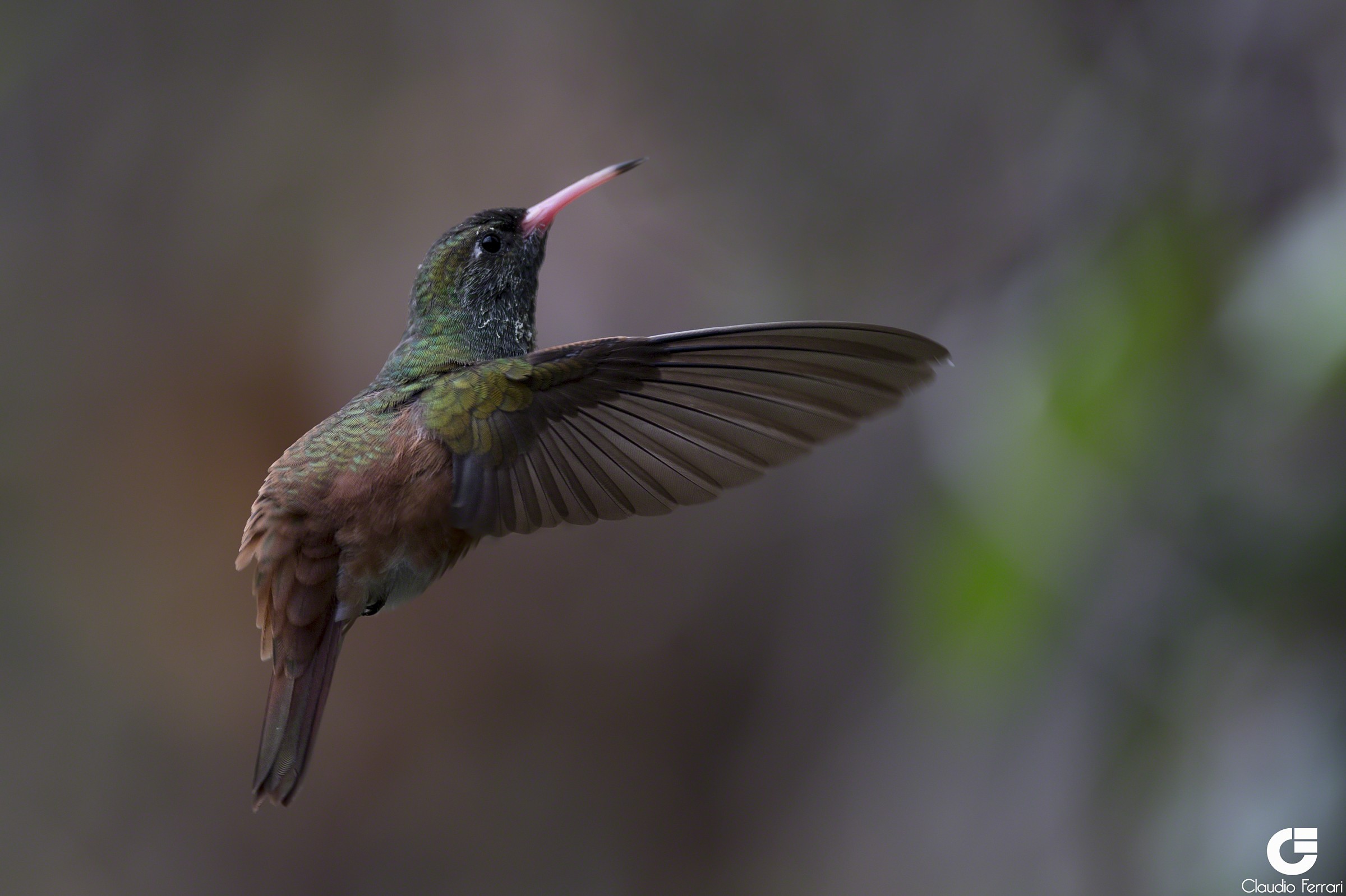 Colibrì