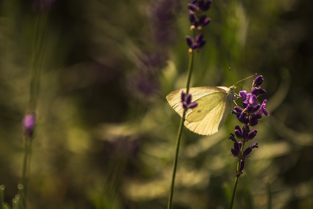 Fluttering on the Lavender
