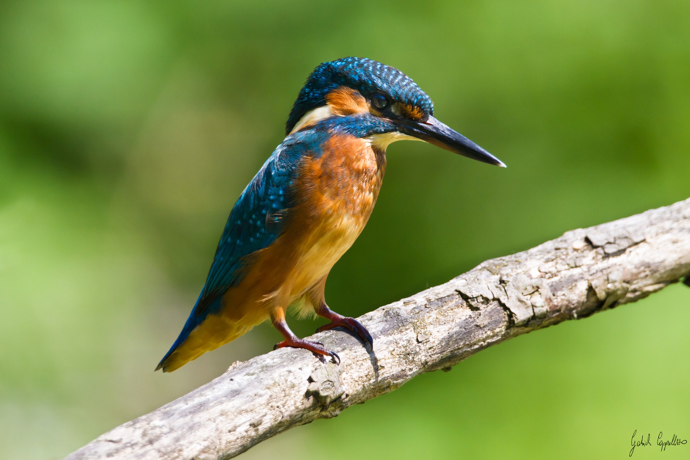 Martin pescatore (alcedo atthis)