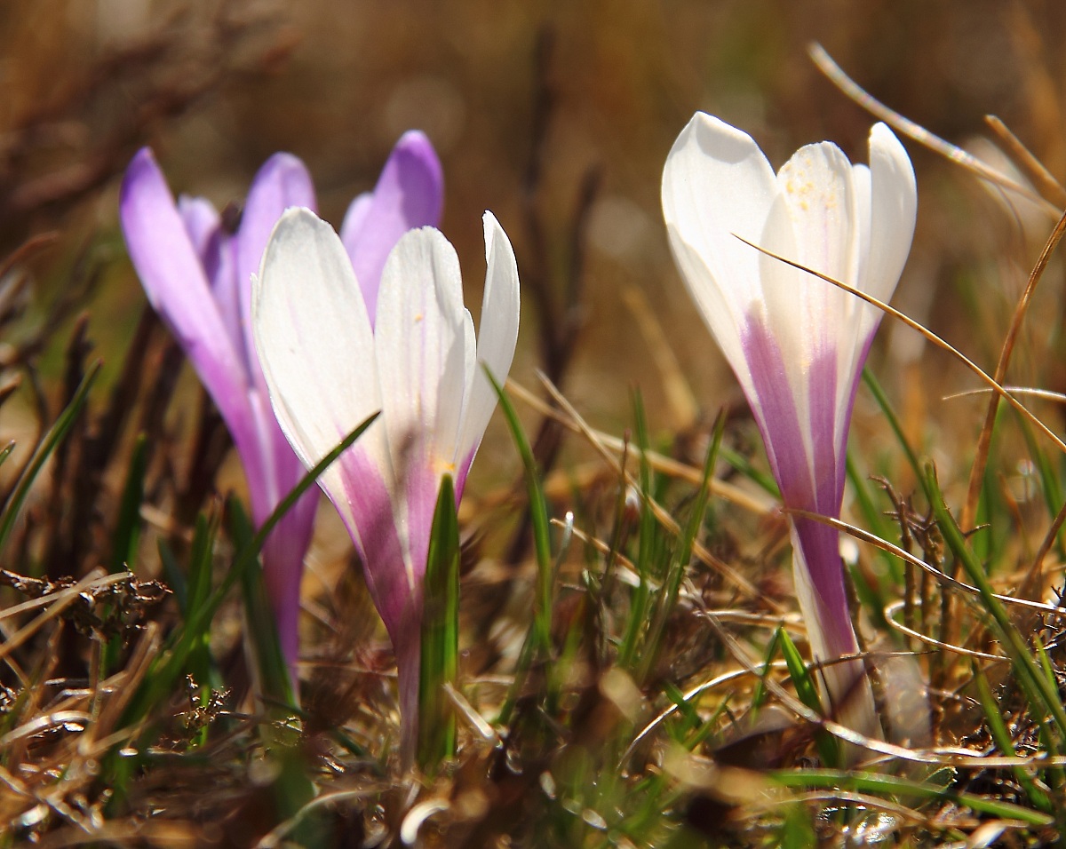 Crocus
