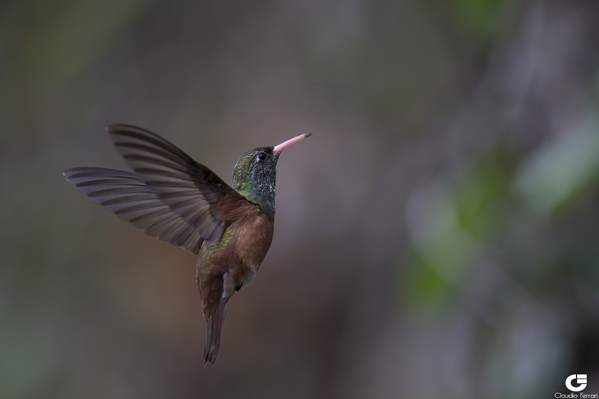 Colibrì