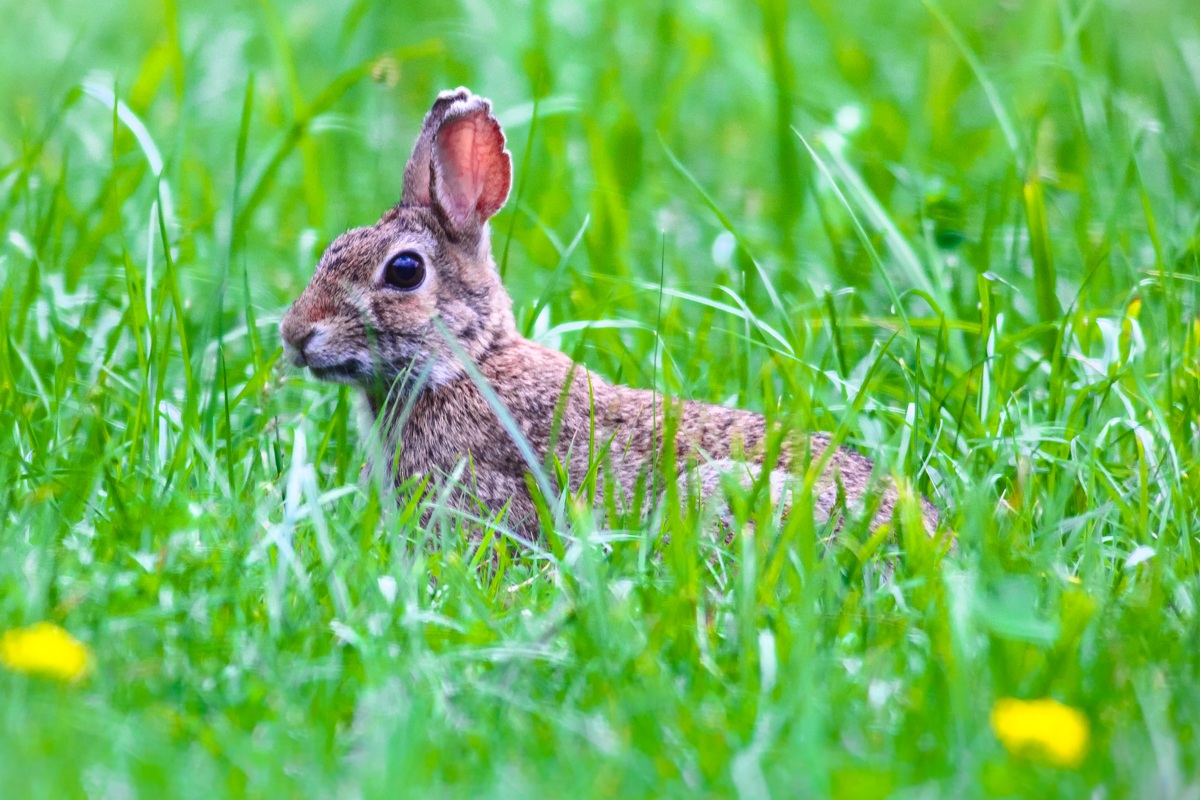 Hare in the meadows of Avignon