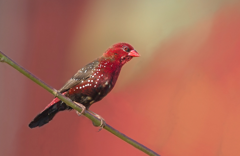 Red Munia: Adult male.