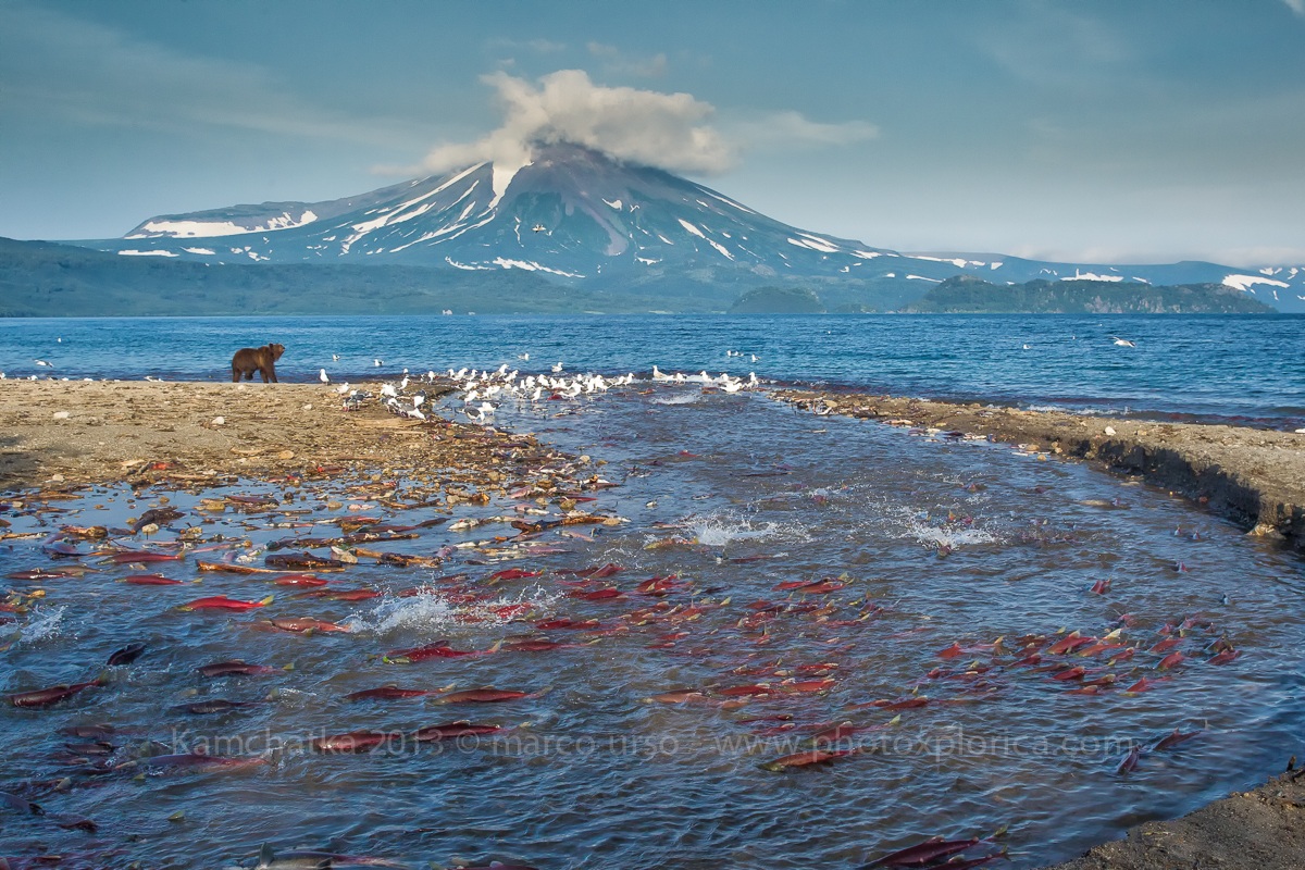 Kamchatka 2013