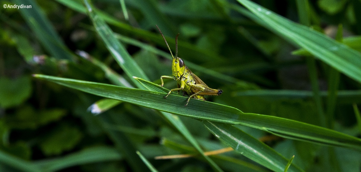 Grasshopper