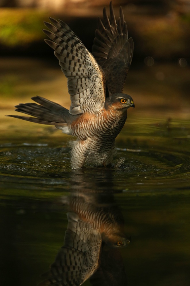 Sparrowhawk shed Water troughs Skuanature