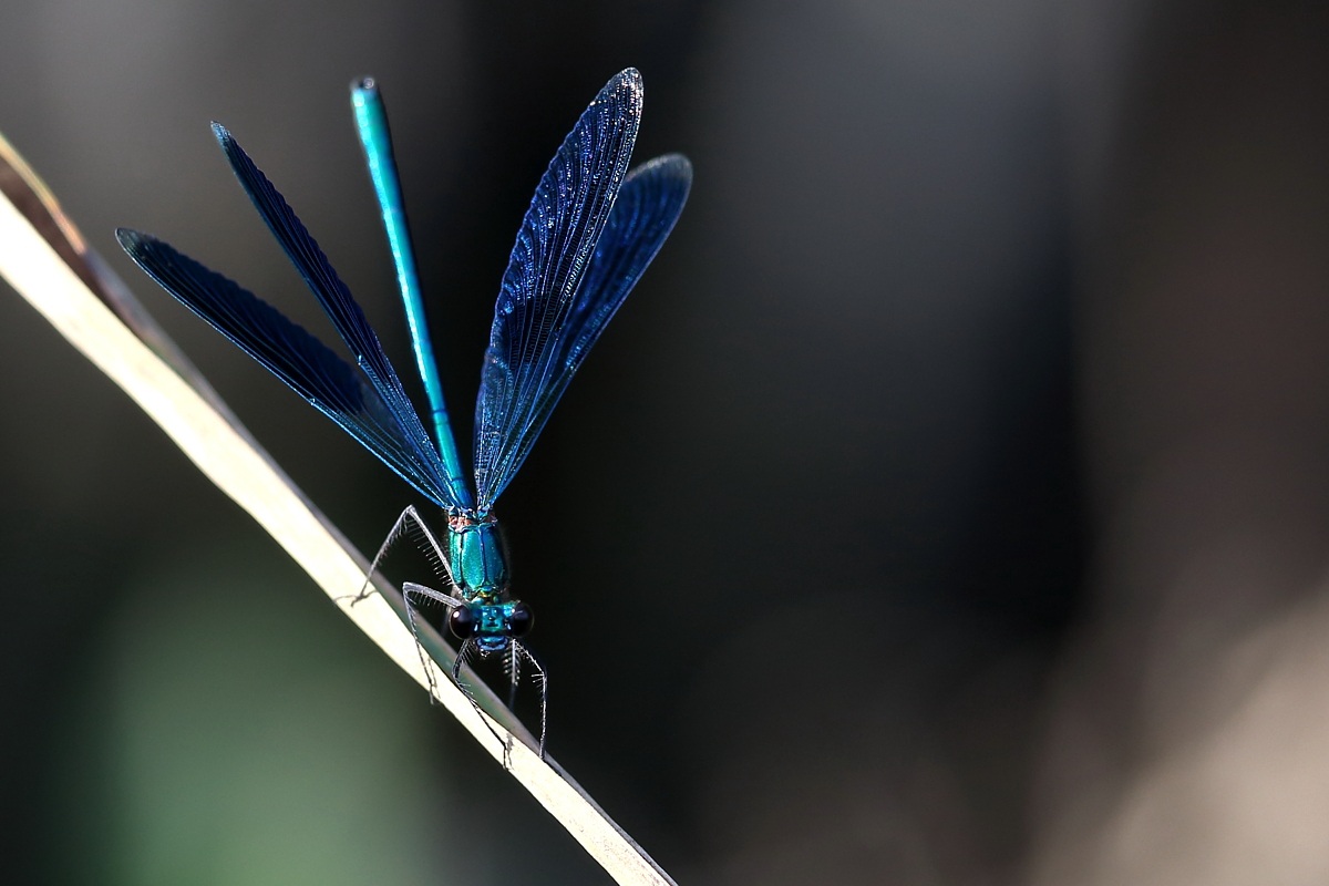 Damigella Calopteryx splendens maschio!
