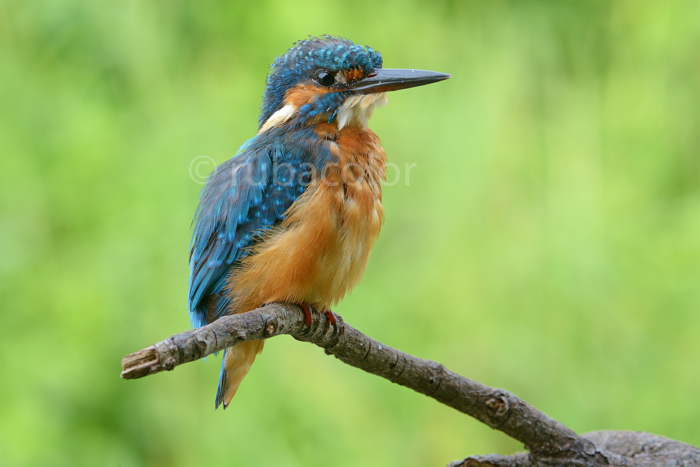 A martino in September