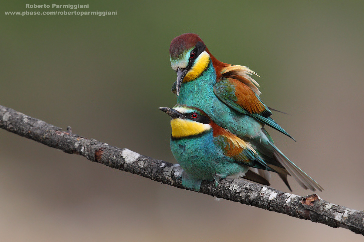 Gruccioni (Accoppiamento)