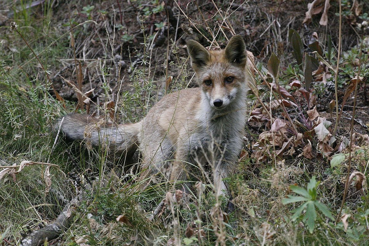 Fox
