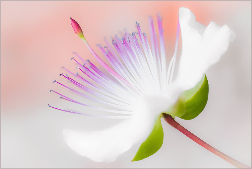 Un cappero pieno di luce