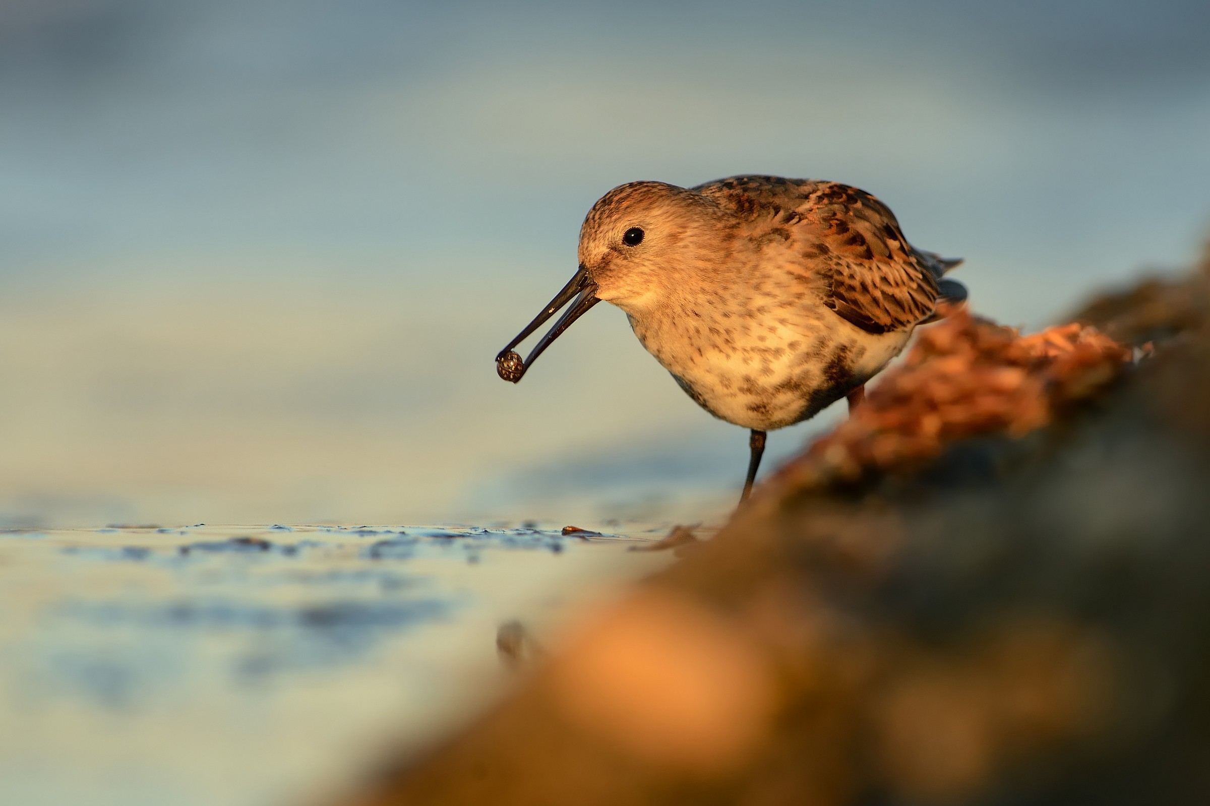Dunlin