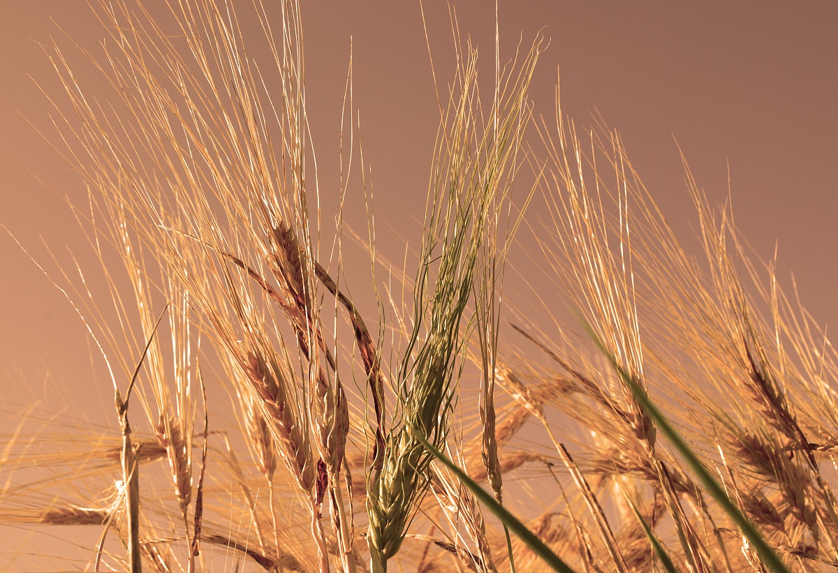 Spikes in the glow of the sunset ..