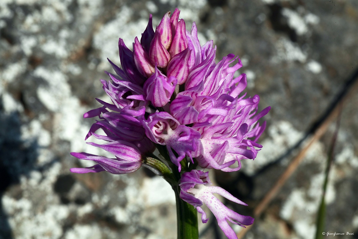 orchis italica