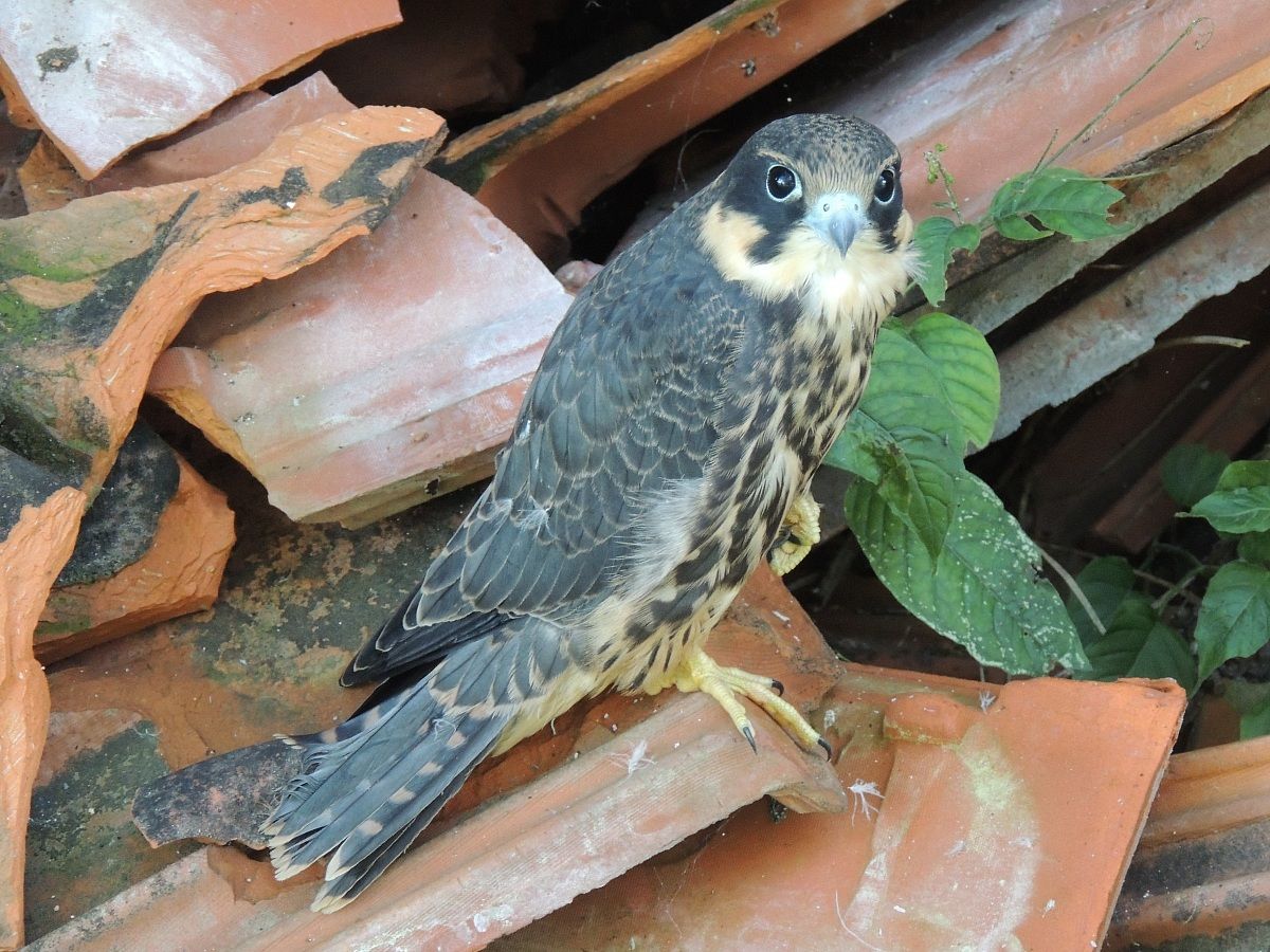 young falcon