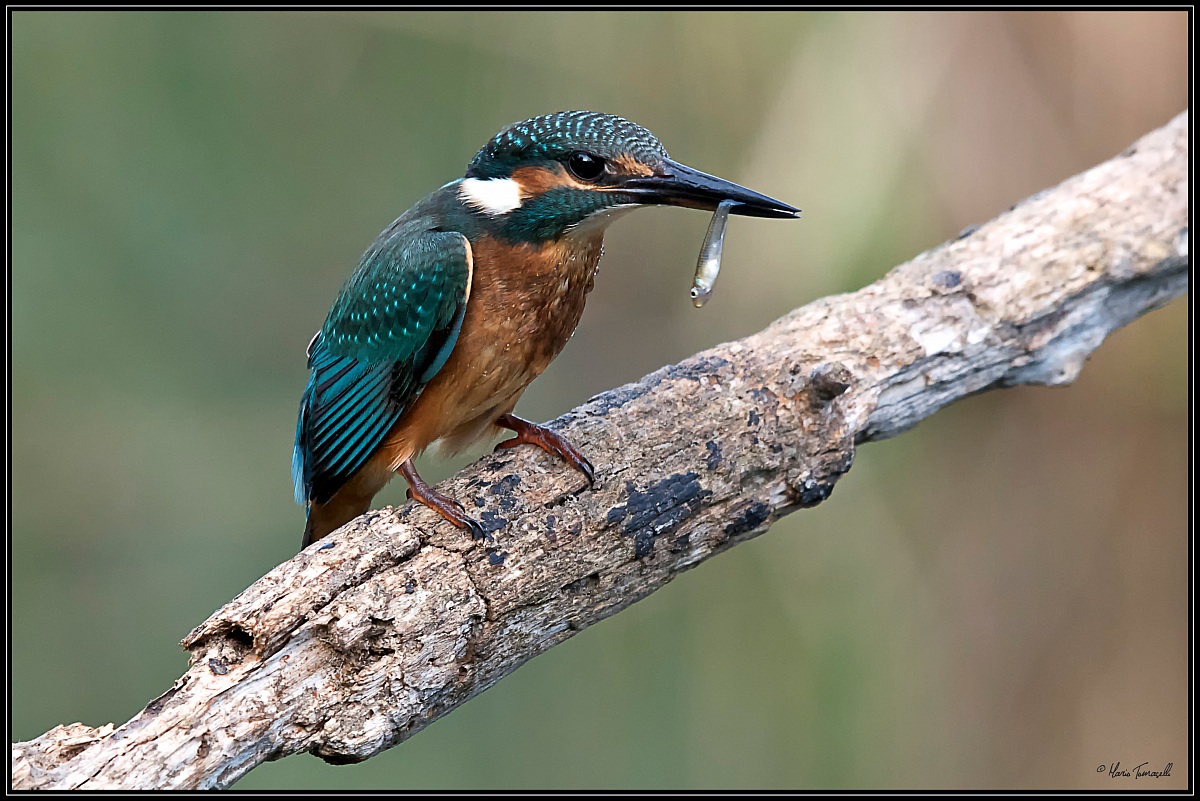 Kingfisher