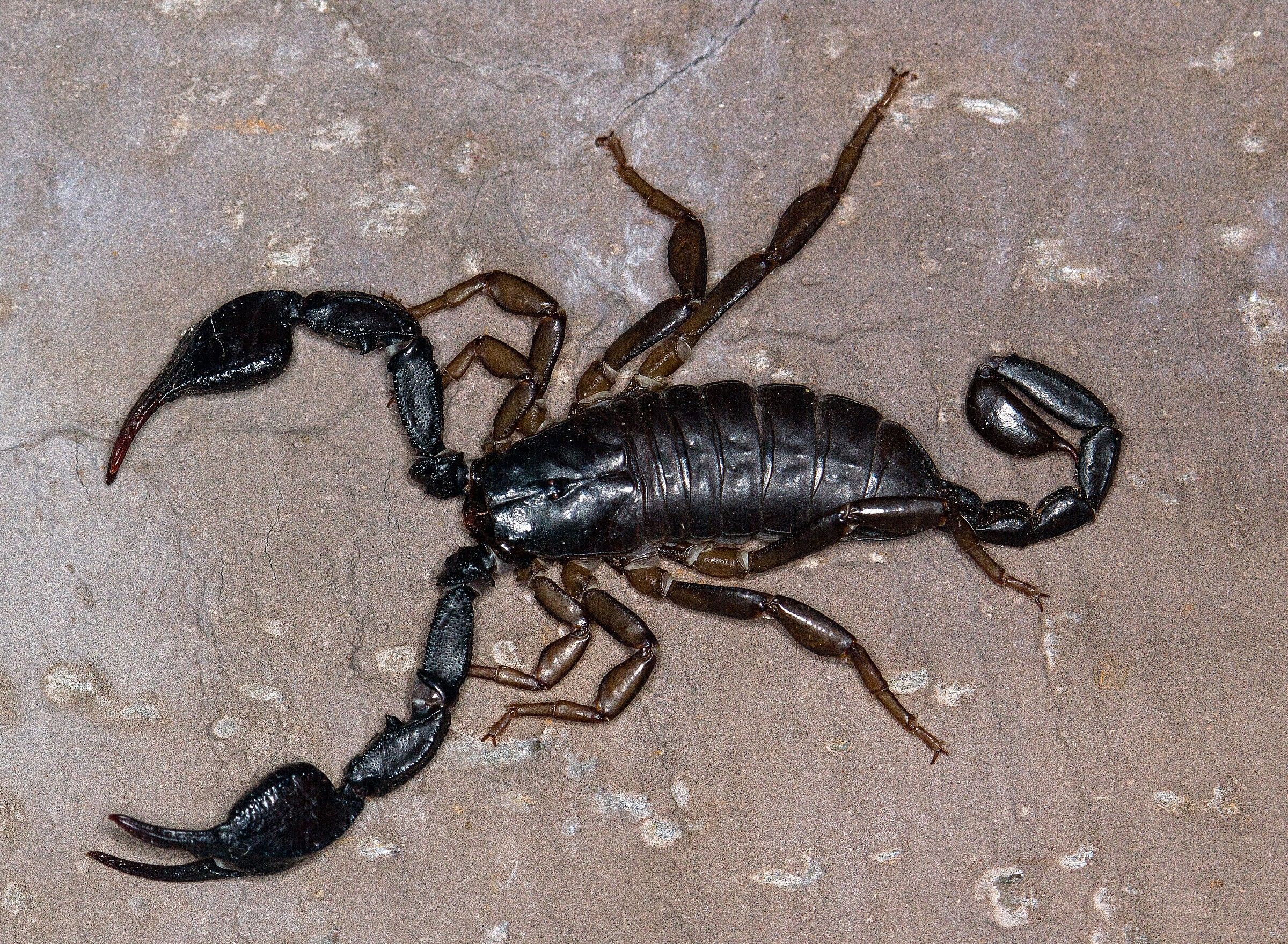 Scorpion