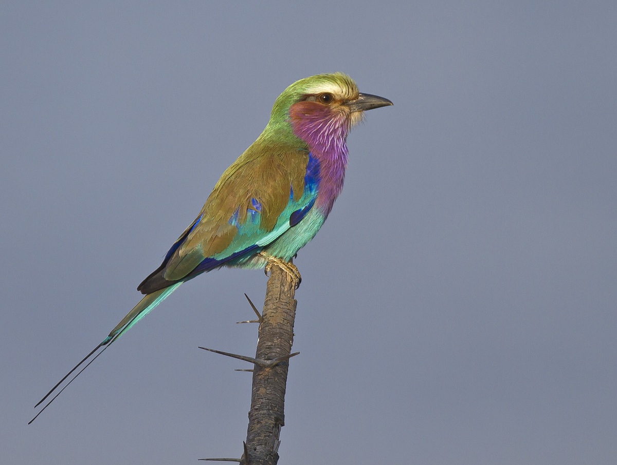 Ghiandaia marina dal petto lilla