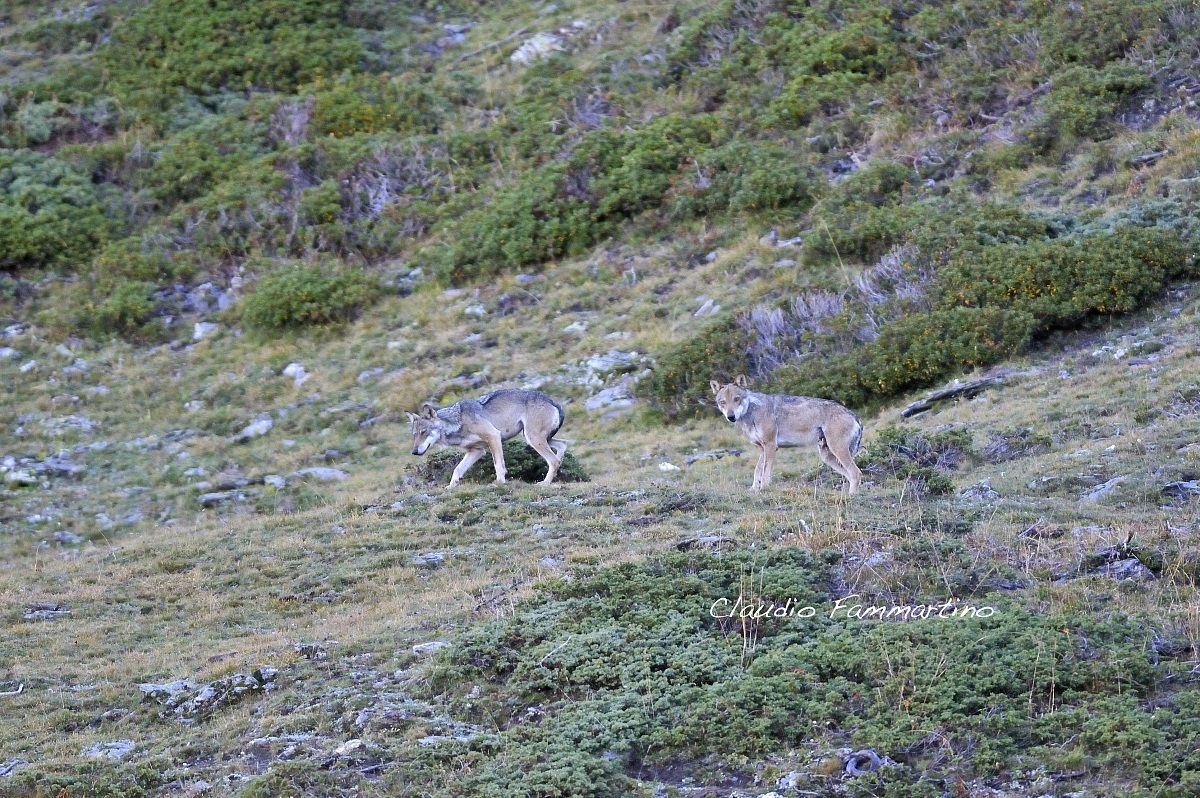 coppia di lupi