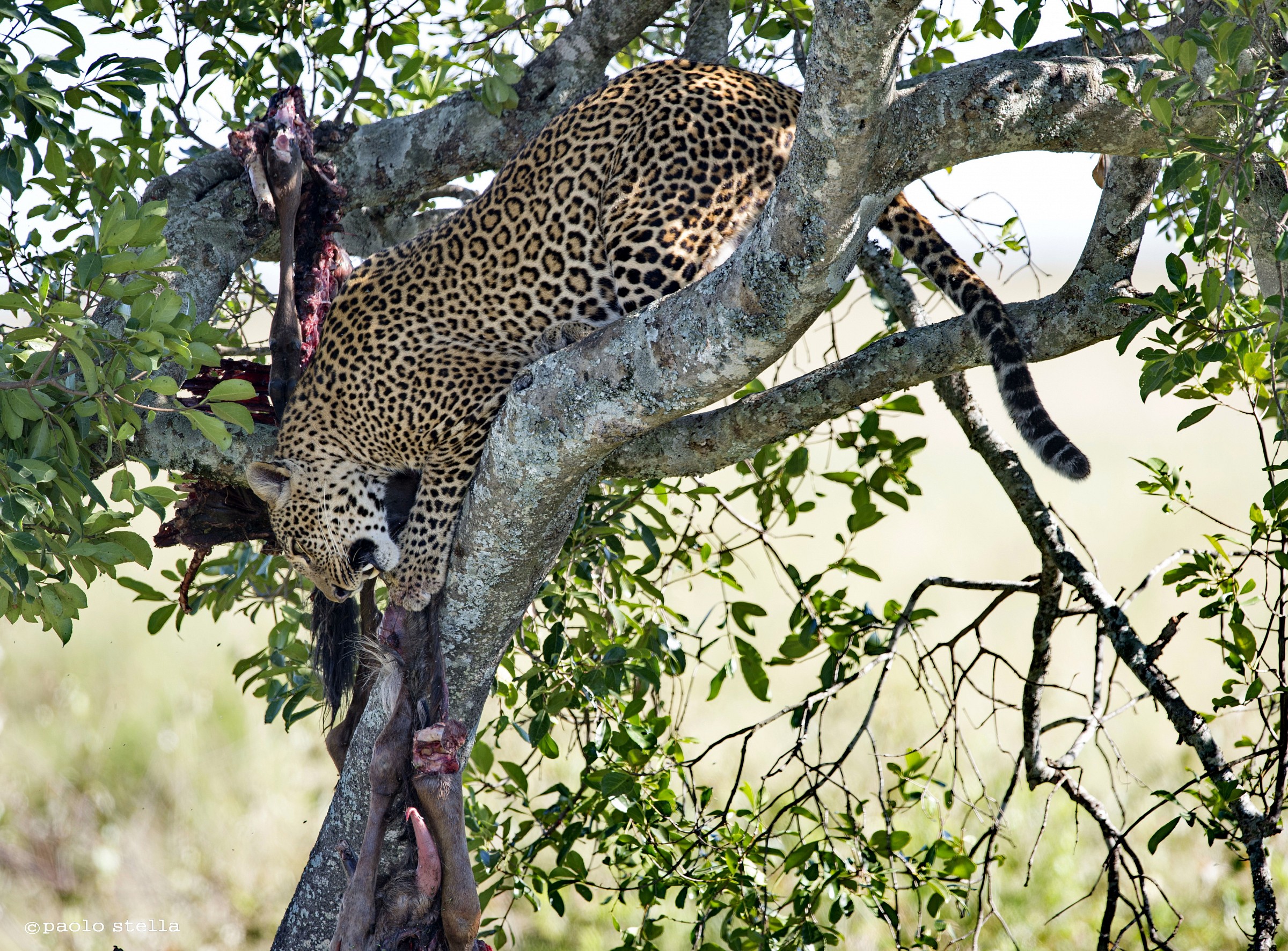 hungry leopard