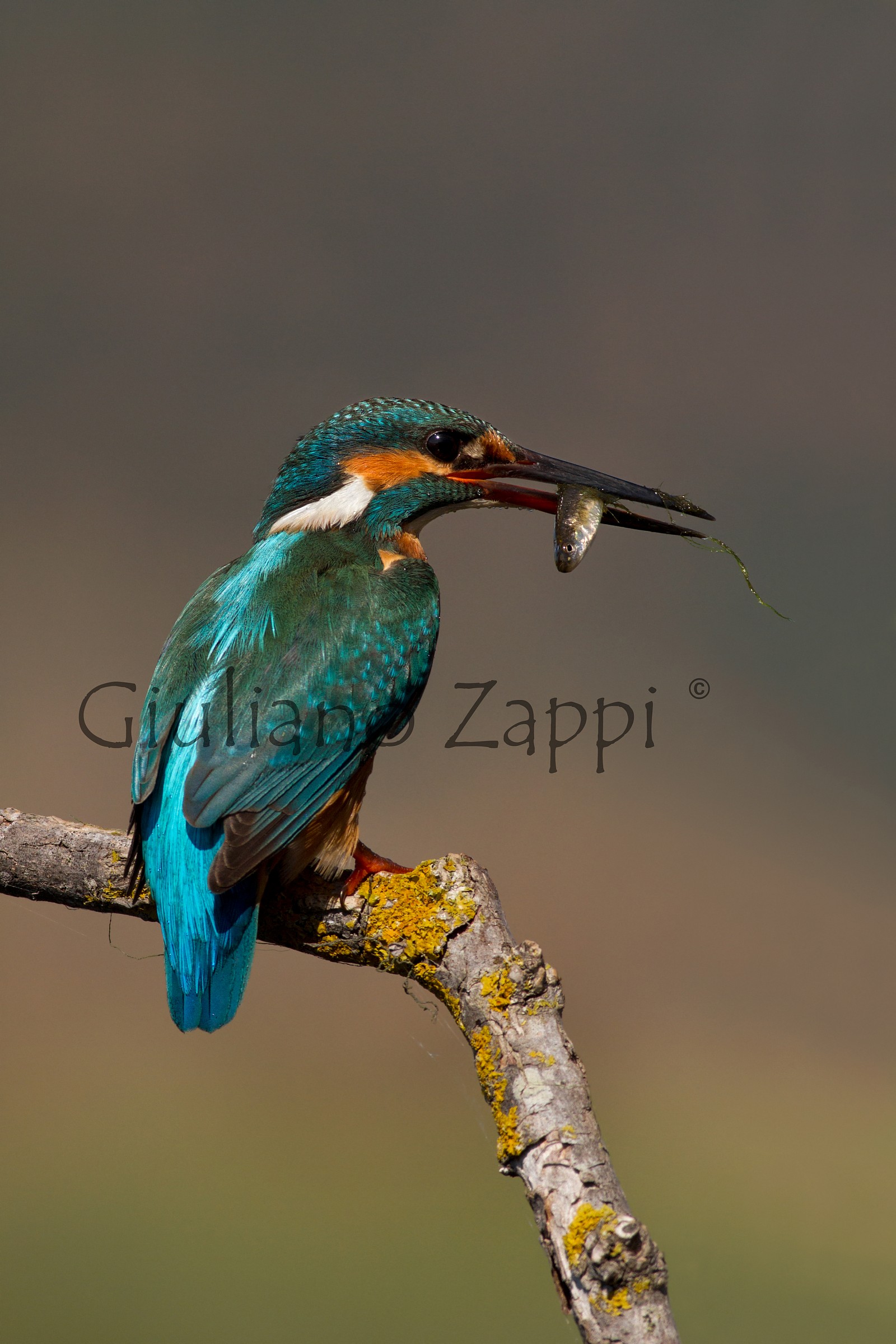 La legge della natura