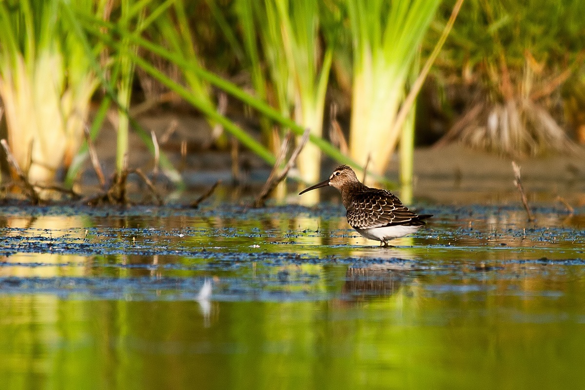 Curlew Sandpiper