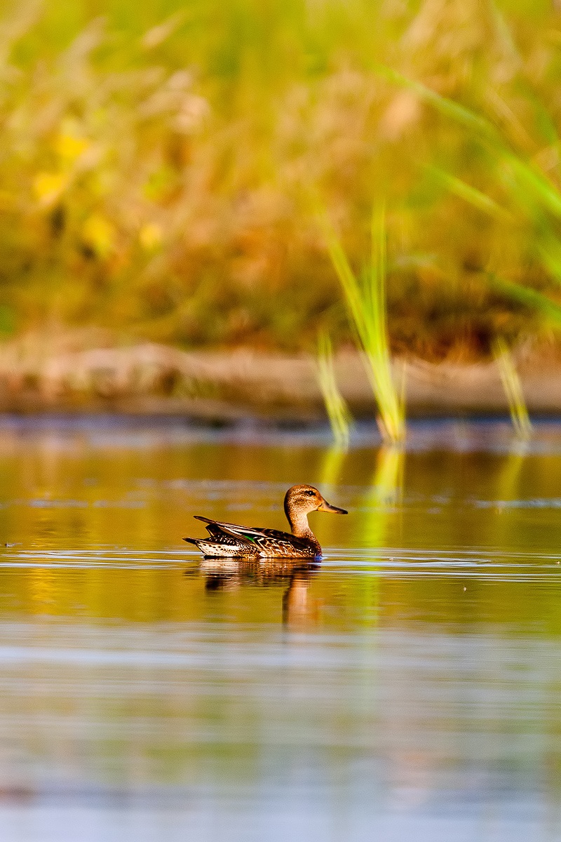 Teal female