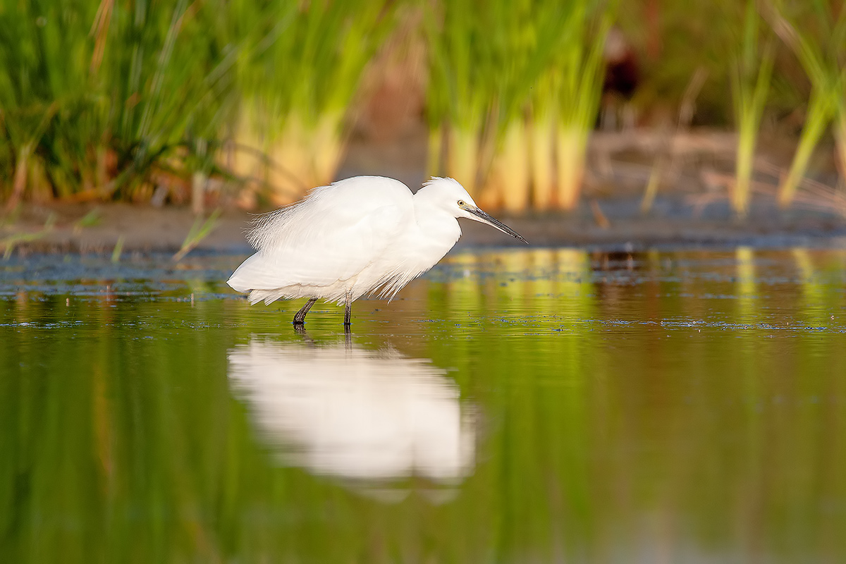 Egret