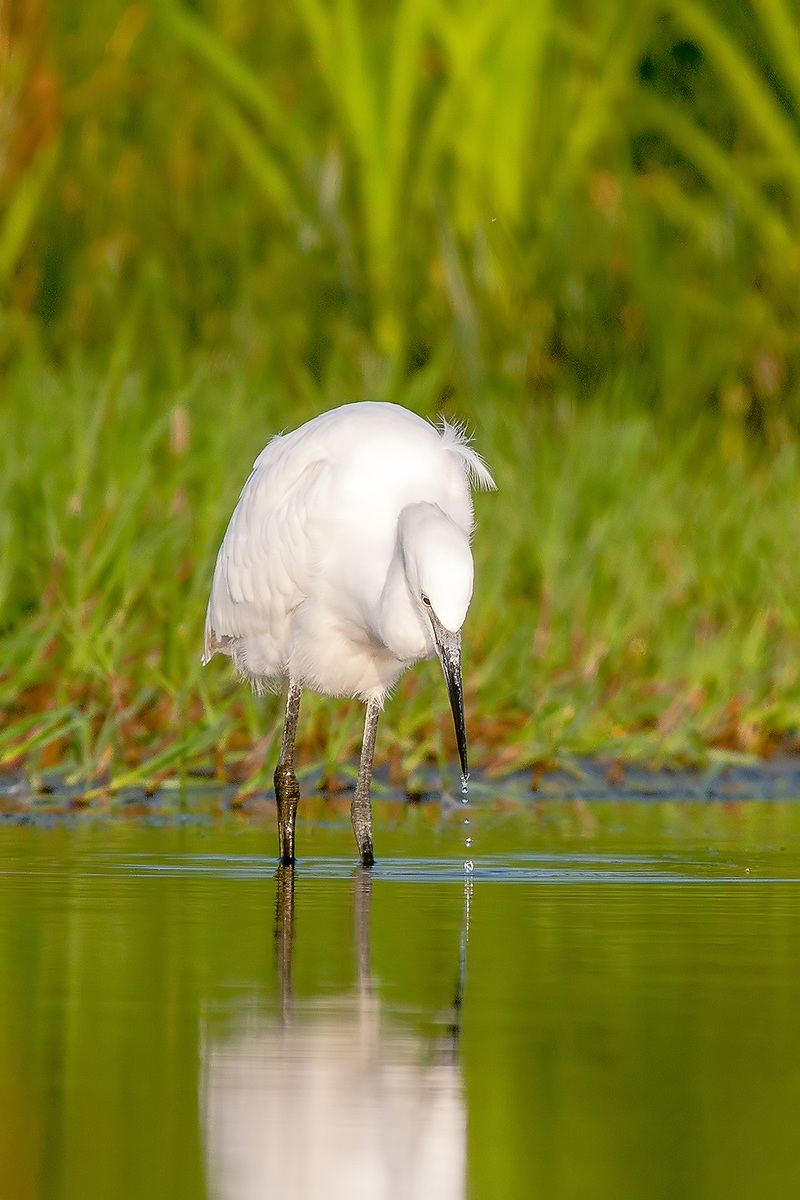 Egret