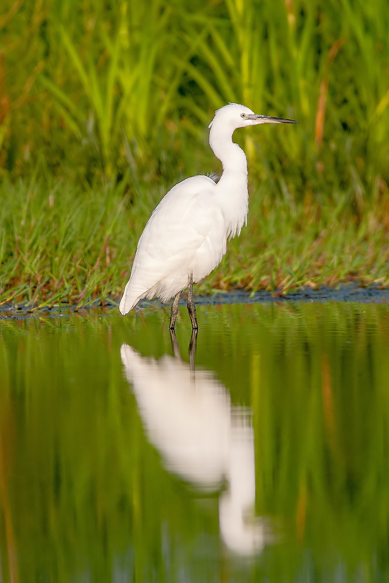 Egret