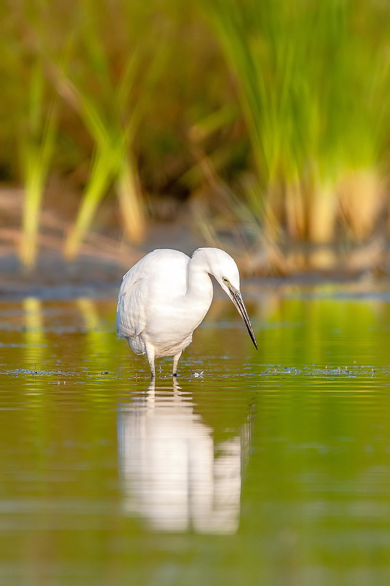 Egret